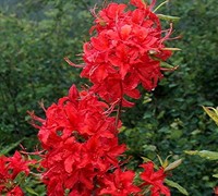 Knaphill Red Native Azalea - Rhododendron