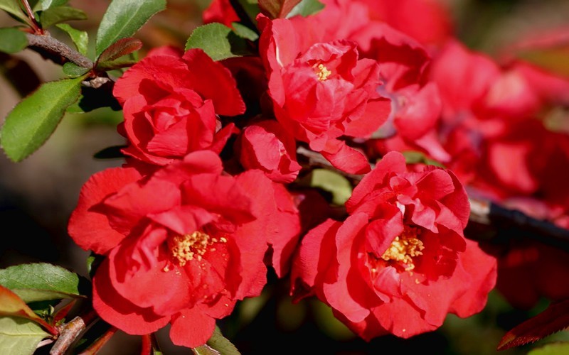 Iwai Nishiki Red Flowering Quince Photo 1