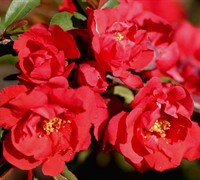 Iwai Nishiki Red Flowering Quince