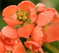 Chojuraku Orange Flowering Quince