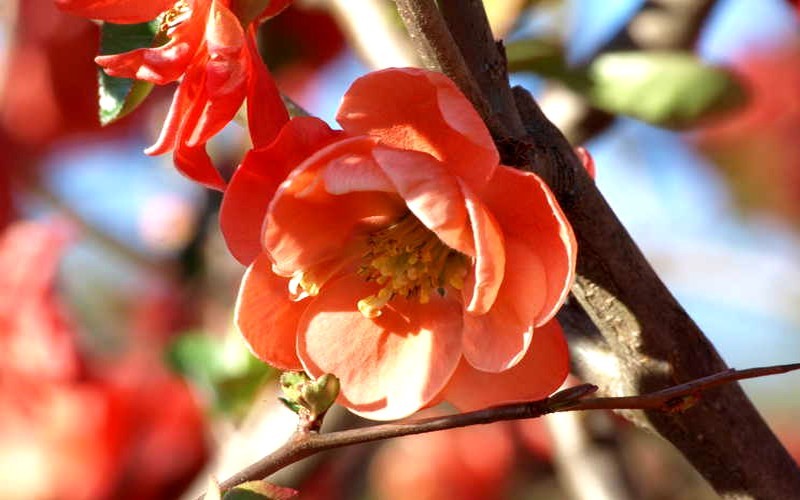 Chojuraku Orange Flowering Quince - 3 Gallon - Quince | ToGoGarden