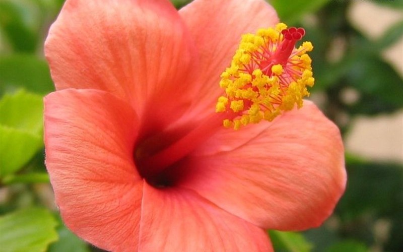 Single Peach Tropical Hibiscus Photo 2