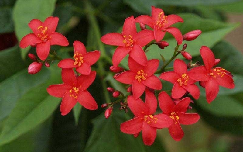 Jatropha Bush - 1 Gallon - Tropical Plants - Flowering | ToGoGarden