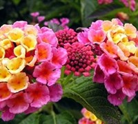 Lantana camara 'Fantasy'