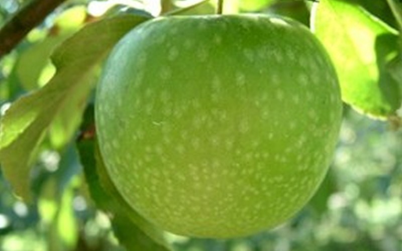 Malus dom. 'Granny Smith' Apple Tree