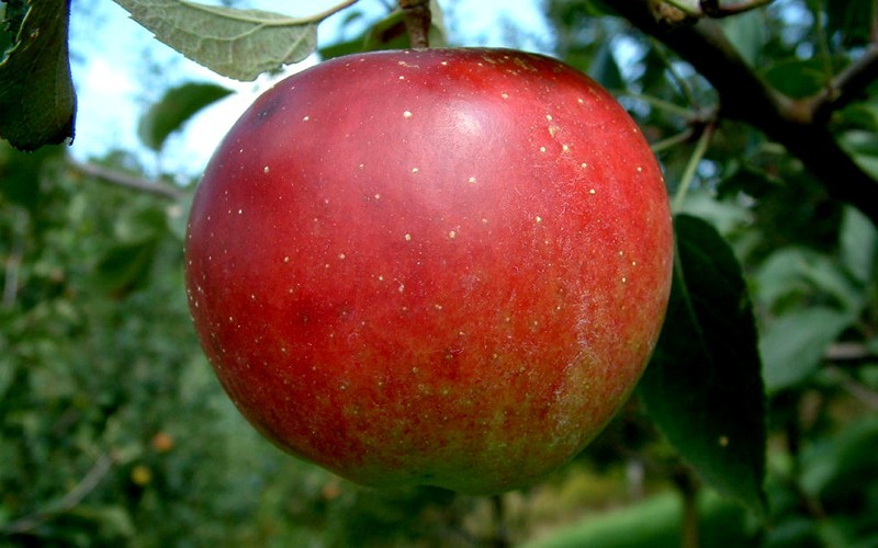 Stayman Winesap Apple - Malus domestica 'Stayman Winesap'' Photo 1