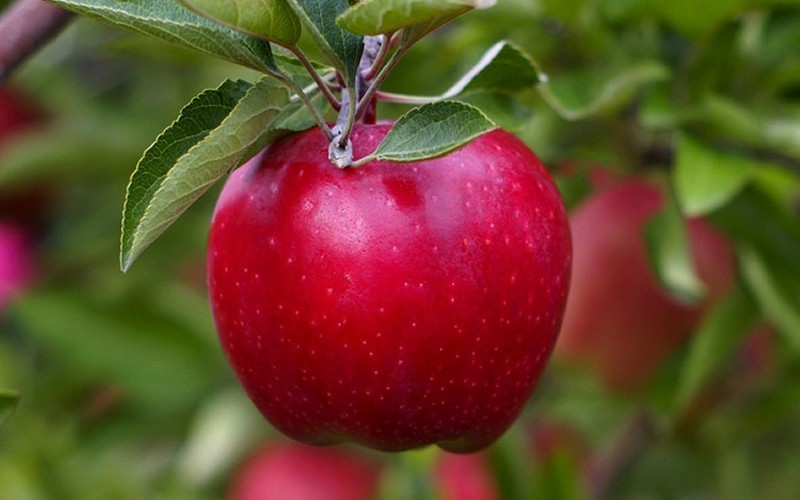 Red Delicious Apple Photo 1