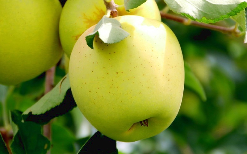 Yellow Delicious Apple - 5 Gallon - Fruit Plants | ToGoGarden