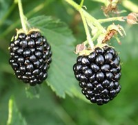 Navajo Thornless Blackberry