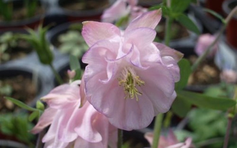 Aquilegia vulgaris 'Dorothy Rose'  Columbine Photo 1