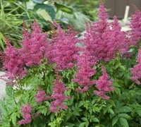 Astilbe arendsii 'Younique Carmine' 