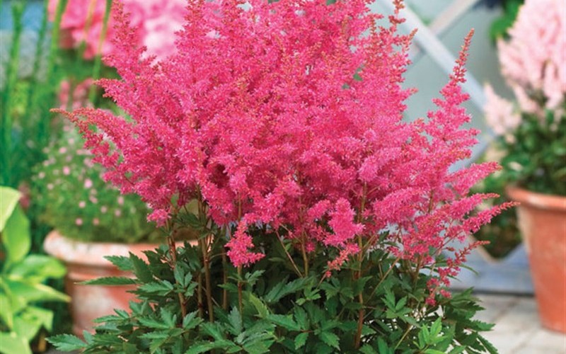 Astilbe arendsii 'Younique Lilac' Photo 2