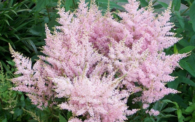 Astilbe arendsii 'Younique Silvery Pink' Photo 1