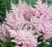 Astilbe arendsii 'Younique Silvery Pink'