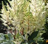 Astilbe arendsii 'Younique White' 