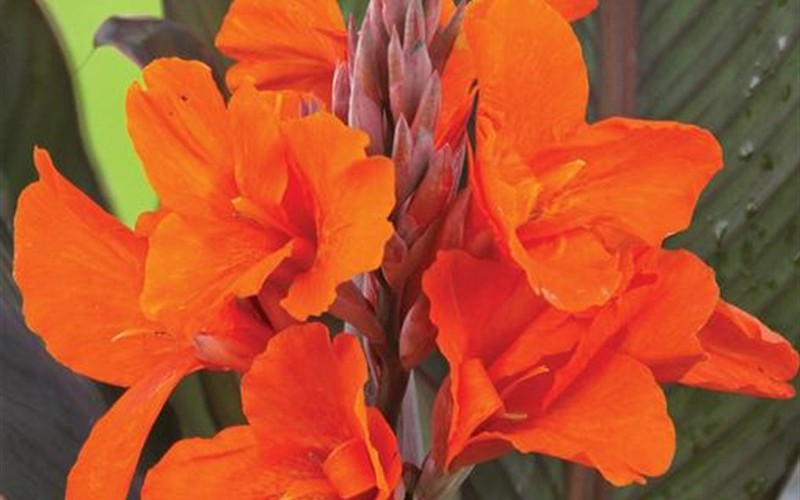 Canna Lily 'Elite Orange Chocolate'  - 1 Gallon - Deer Resistant Perennials | ToGoGarden