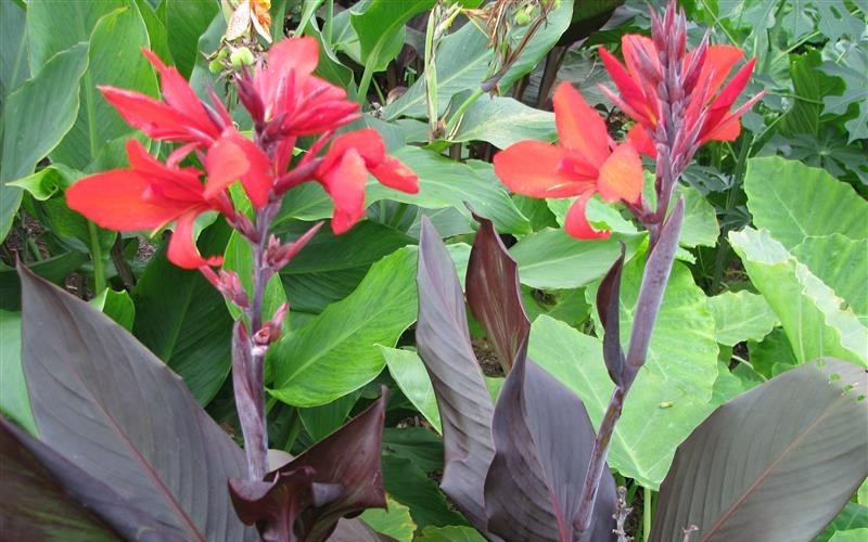 Red Velvet Dwarf Canna Lily  - 1 Gallon - Deer Resistant Perennials | ToGoGarden