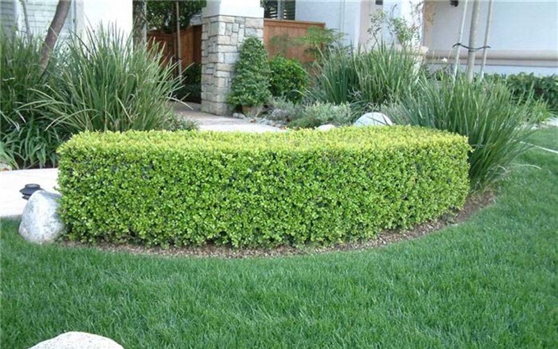 fungus on boxwood shrubs