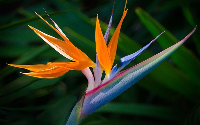 Orange Bird of Paradise - Strelitzia reginae - 1 Gallon - Tropical Plants - Flowering | ToGoGarden