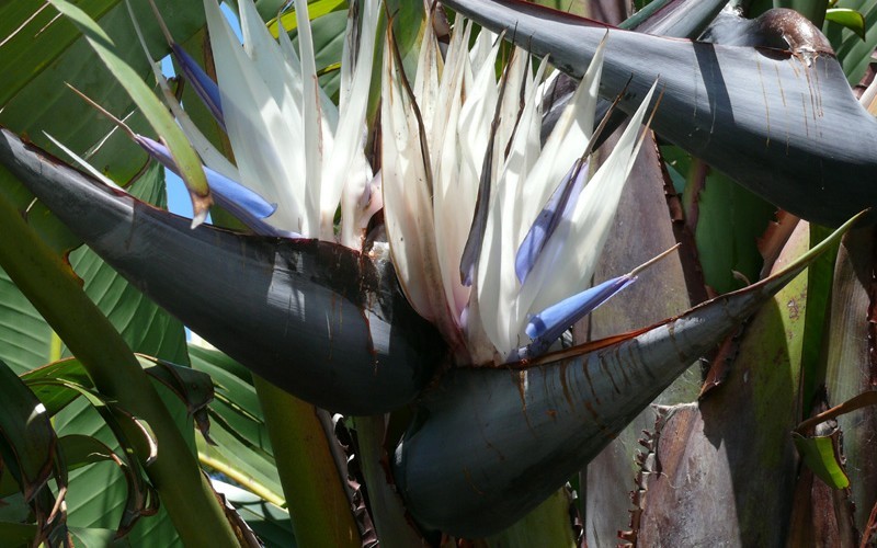 White Bird of Paradise - Strelitzia nicolai - 1 Gallon - Tropical Plants - Flowering | ToGoGarden