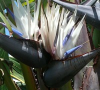 White Bird of Paradise - Strelitzia nicolai