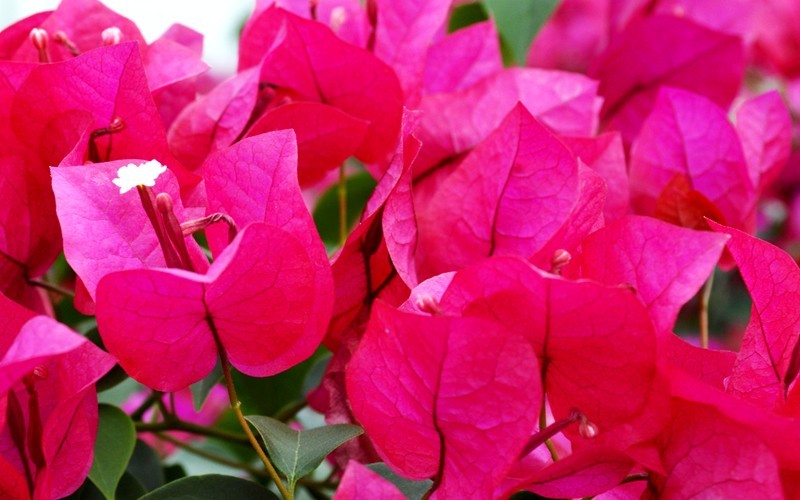 Barbara Karst Red Bougainvillea - 3 Gallon - Tropical Plants - Flowering | ToGoGarden