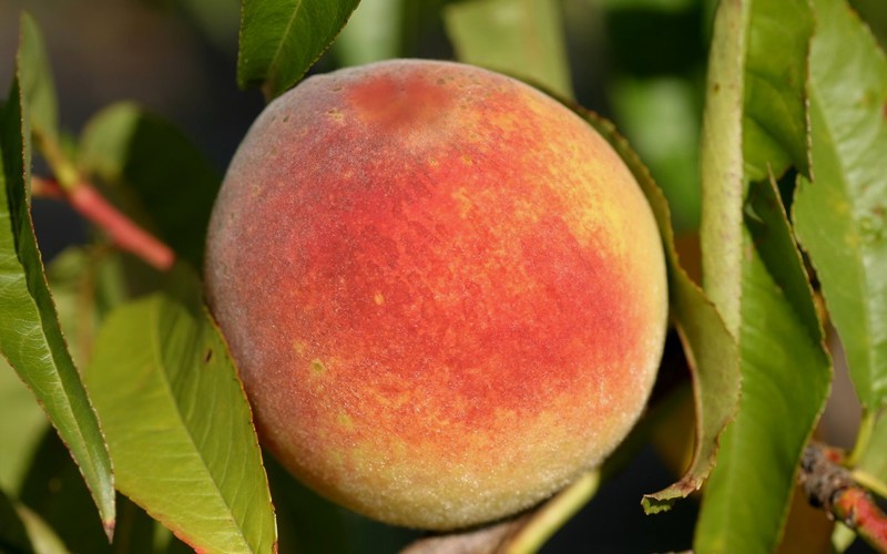 Contender Peach - 5 Gallon - Fruit Plants | ToGoGarden