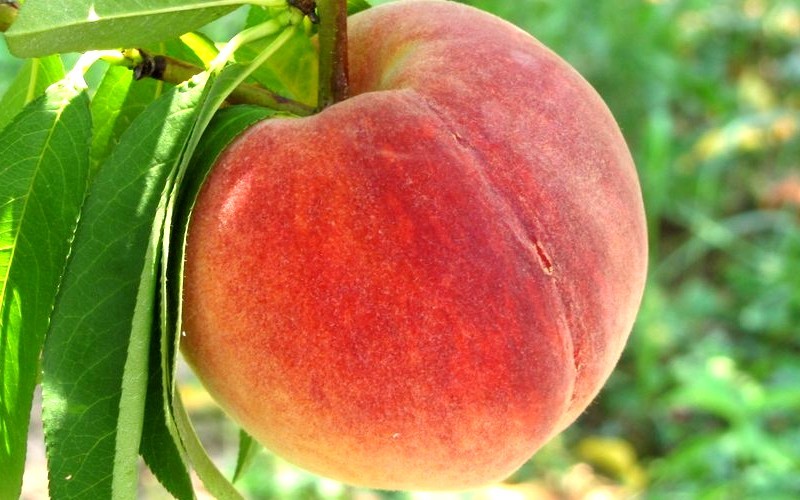 Loring Peach Photo 1