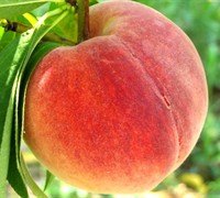 Loring Peach