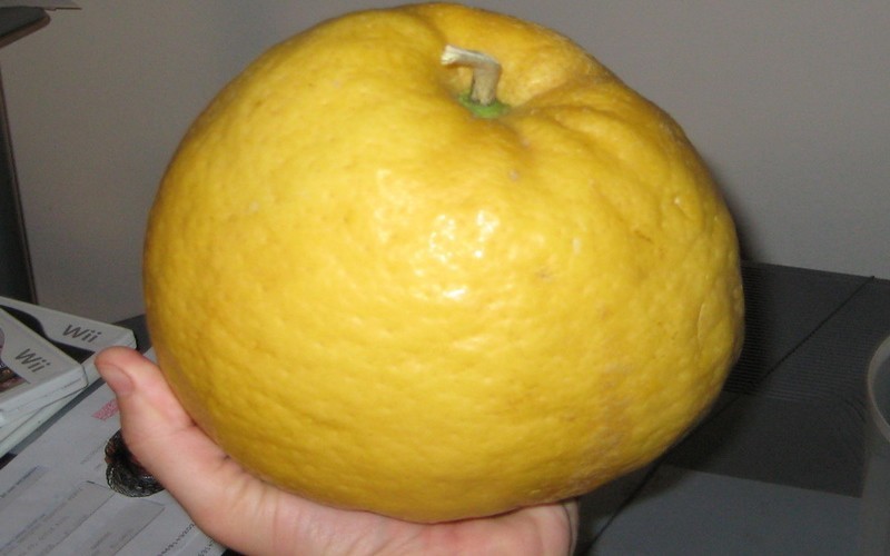 Ponderosa Lemon - Citrus limon 'Ponderosa' - 4