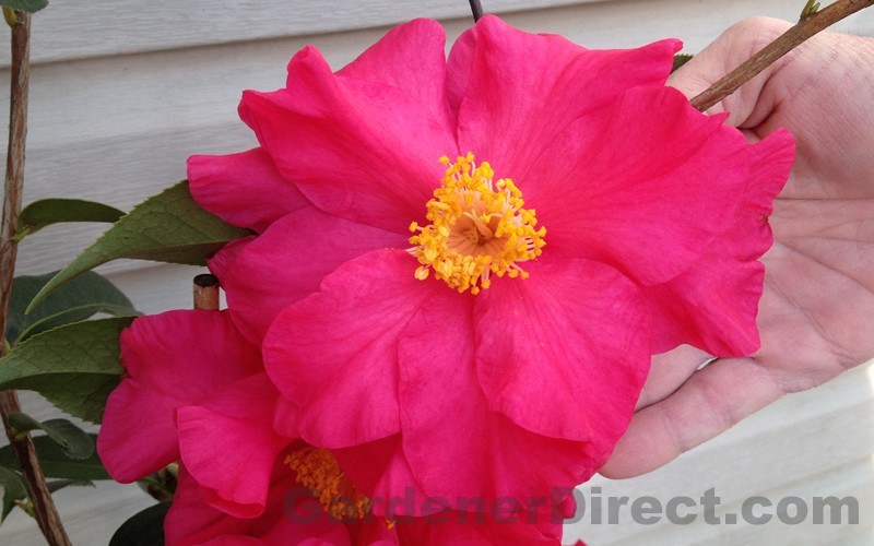 Frank Houser Hybrid Camellia Photo 1