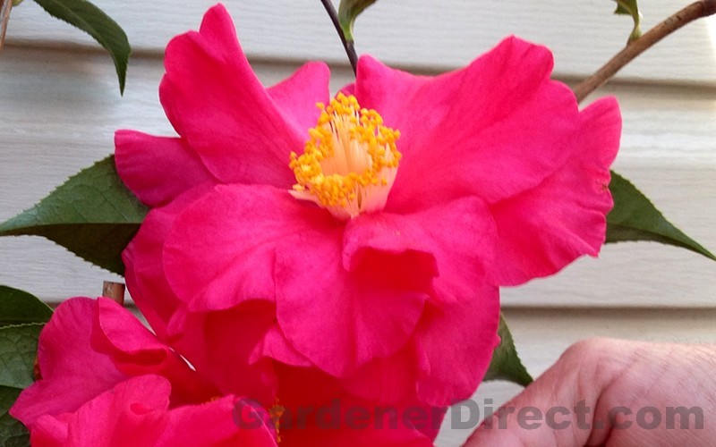 Frank Houser Hybrid Camellia Photo 2