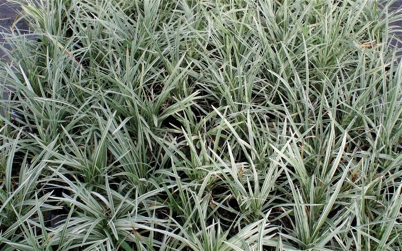 Ophiopogon japonicus 'Variegatus' -Variegated Mondo Grass - 1 Gallon - Mondo Grass | ToGoGarden