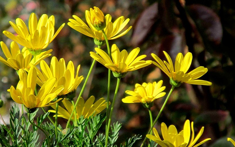 African Golden Bush Daisy - Euryops  chrysanthemoides - 1 Gallon - Tropical Plants - Flowering | ToGoGarden