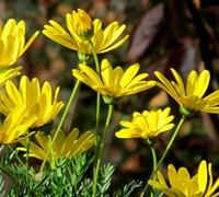 African Golden Bush Daisy - Euryops  chrysanthemoides