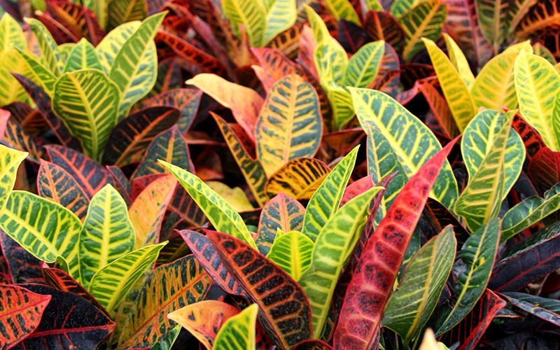 Petra Croton - Codiaeum variegatum 'Petra' - 3 Gallon - Tropical Plants - Foliage | ToGoGarden