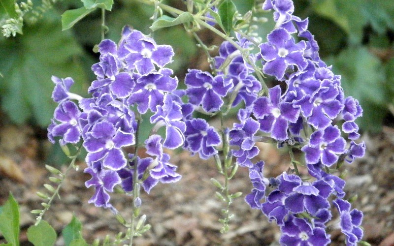 Sapphire Showers Duranta / Golden Dewdrop - Duranta erecta 'Sapphire Showers' - 1 Gallon - Tropical Plants - Flowering | ToGoGarden