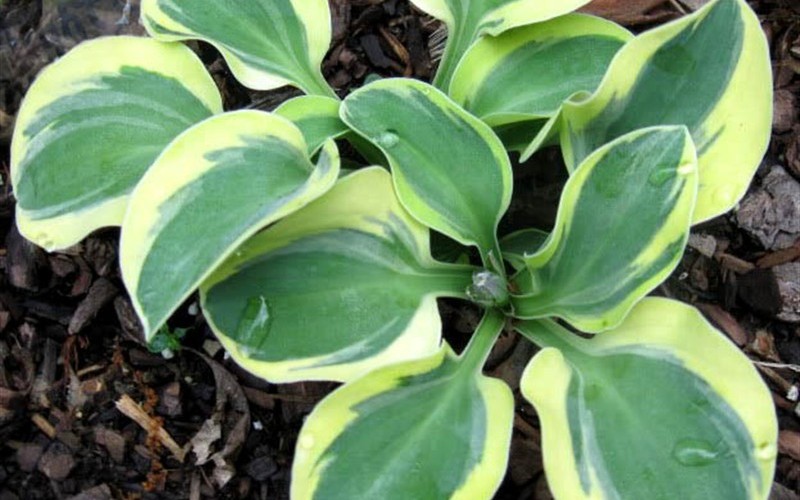 Mighty Mouse Miniature Hosta Lily Photo 2
