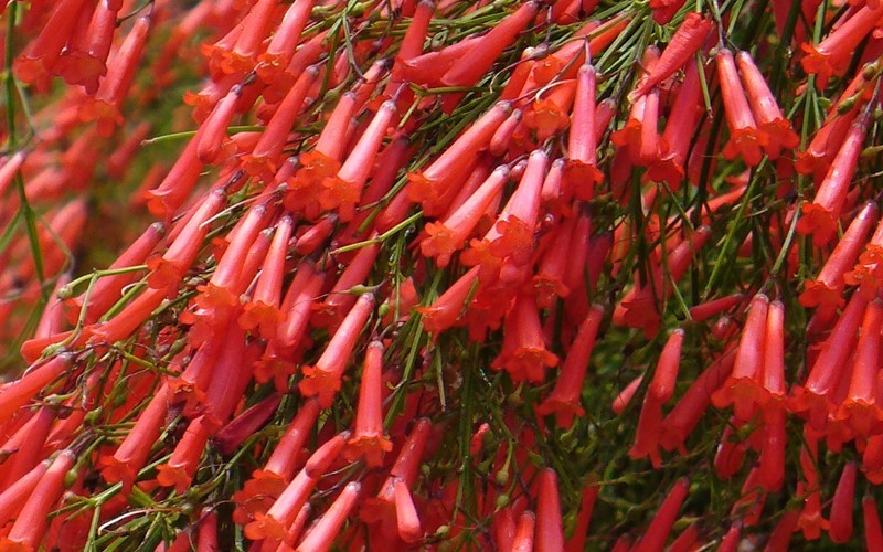 Firecracker Plant - Russelia equisetiformis  Photo 1