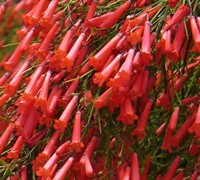 Firecracker Plant - Russelia equisetiformis 