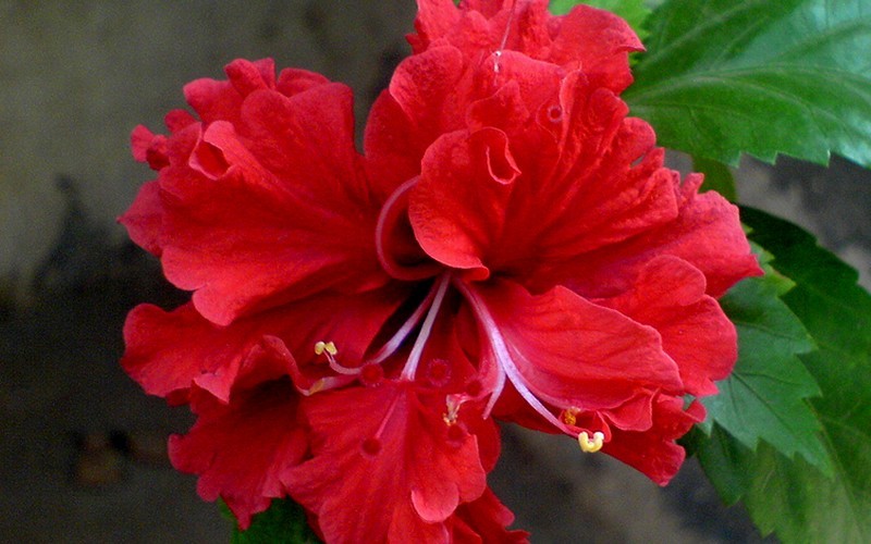 Celia Double Red Tropical Hibiscus - 1 Gallon - Tropical Plants - Flowering | ToGoGarden