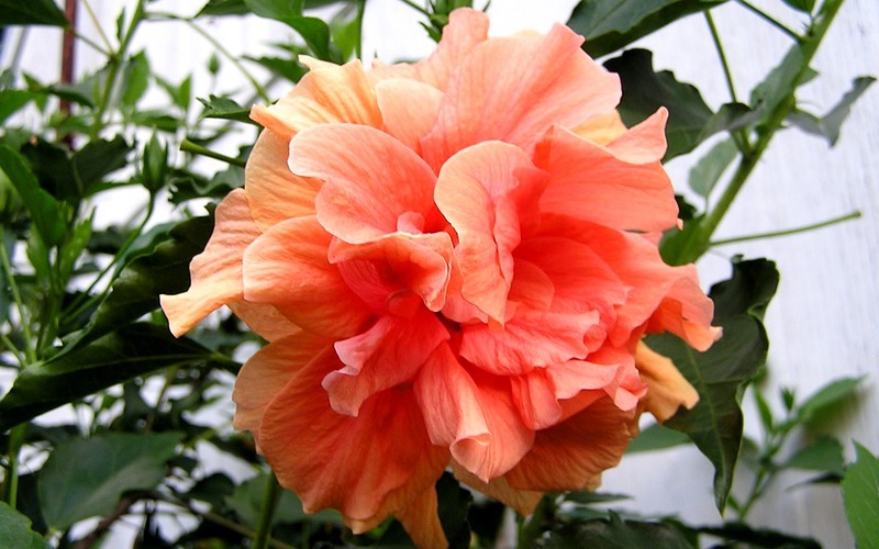 Jane Cowl Double Peach Tropical Hibiscus - 1 Gallon - Tropical Plants - Flowering | ToGoGarden