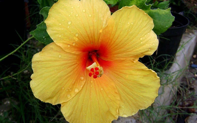 Joan Yellow Tropical Hibiscus - 1 Gallon - Tropical Plants - Flowering | ToGoGarden