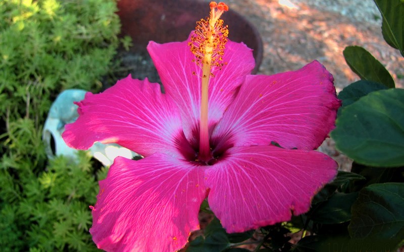 Painted Lady Tropical Hibiscus Photo 1