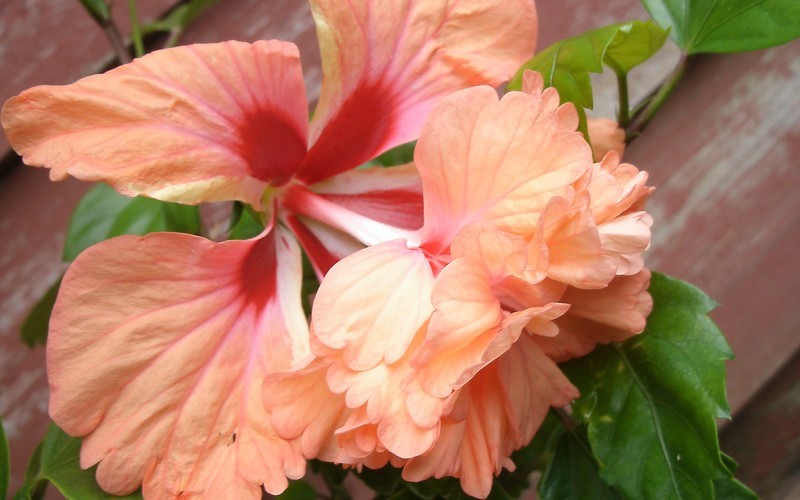 Peach Poodle Tail Tropical Hibiscus Photo 1