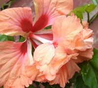 Peach Poodle Tail Tropical Hibiscus
