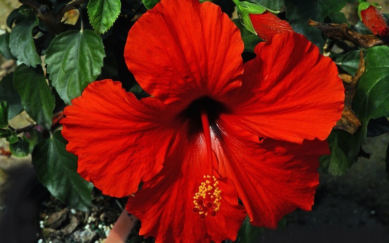 President Red Tropical Hibiscus Photo 1