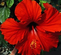 President Red Tropical Hibiscus