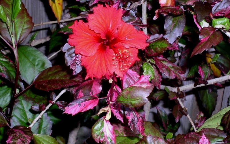 Red Hot Variegated Tropical Hibiscus - 1 Gallon - Tropical Plants - Flowering | ToGoGarden
