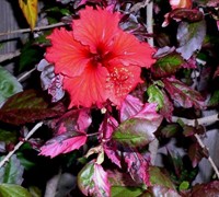 Red Hot Variegated Tropical Hibiscus